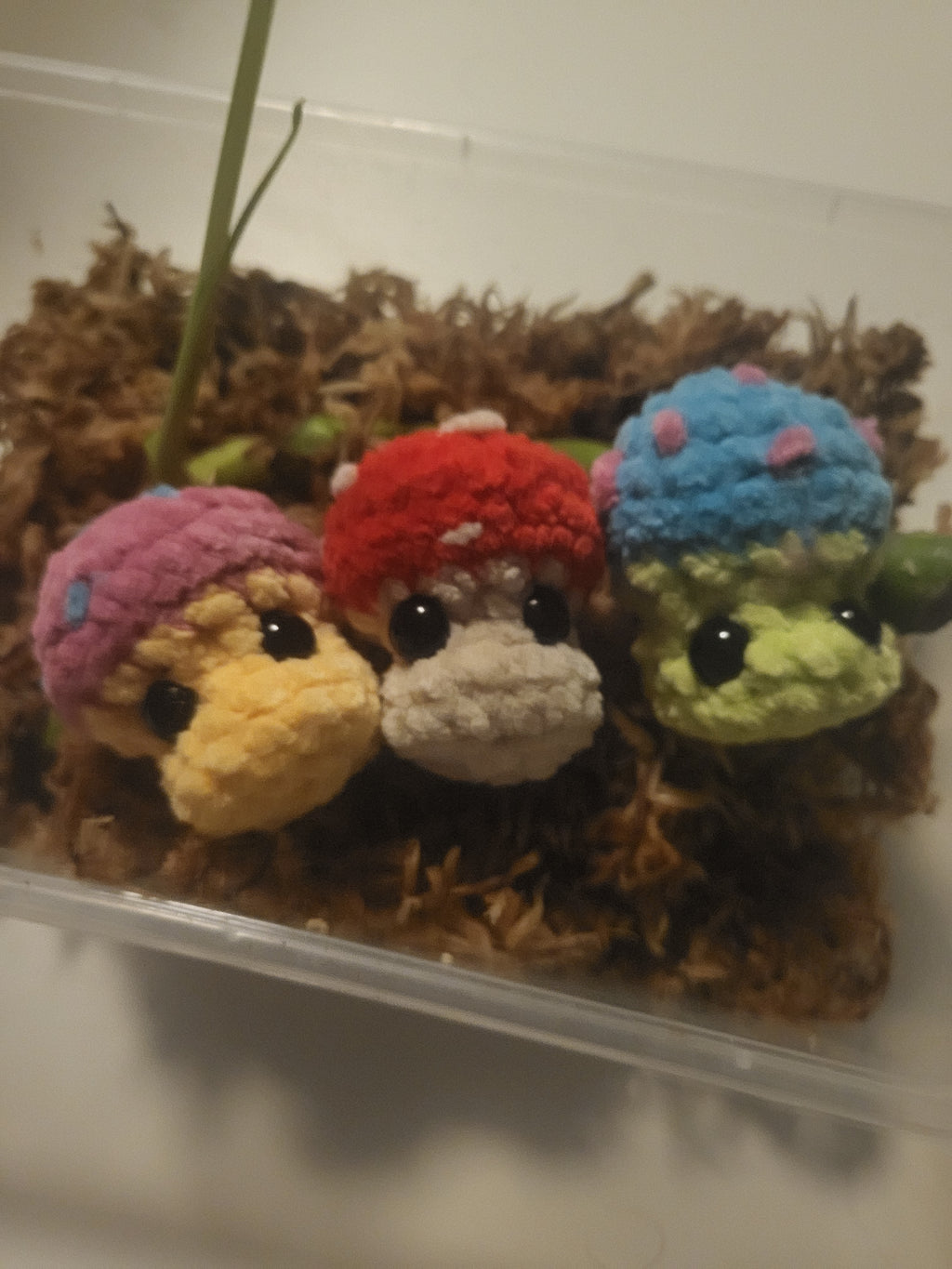 3 Toxic Shrooms