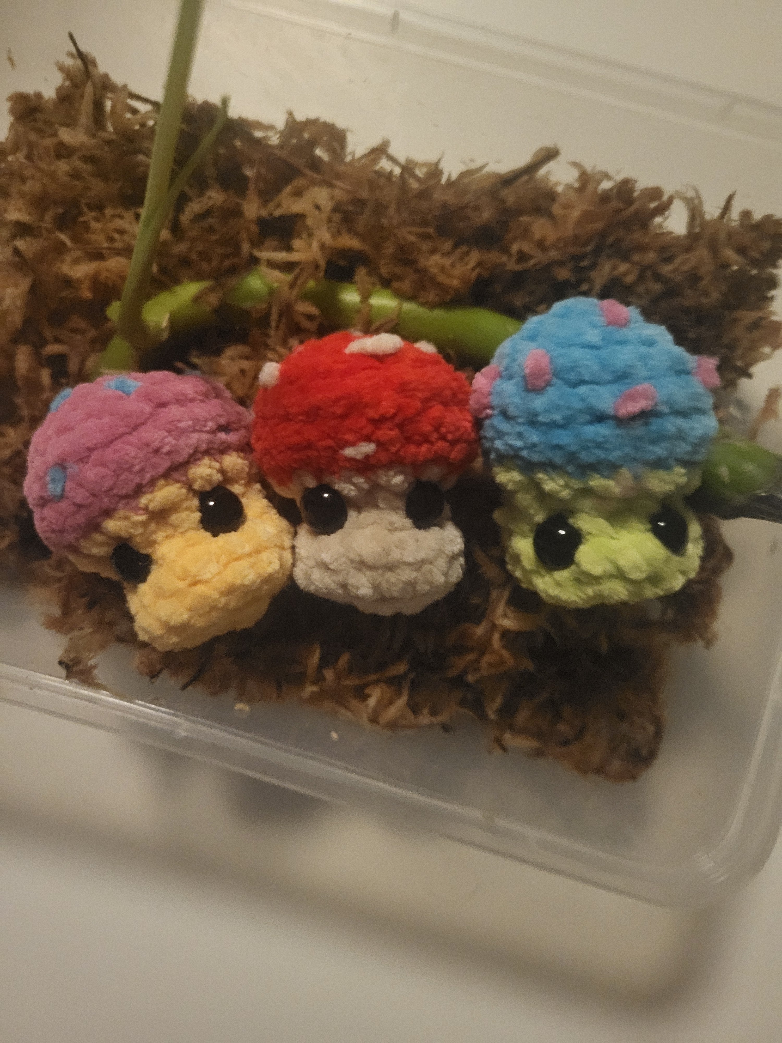 3 Toxic Shrooms