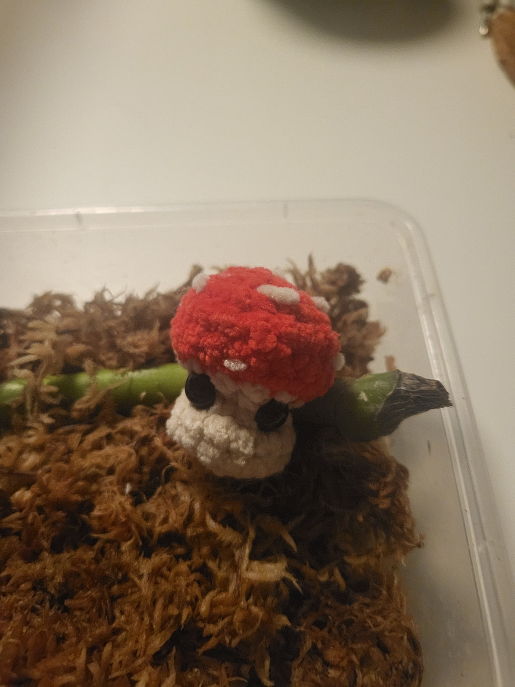 3 Toxic Shrooms